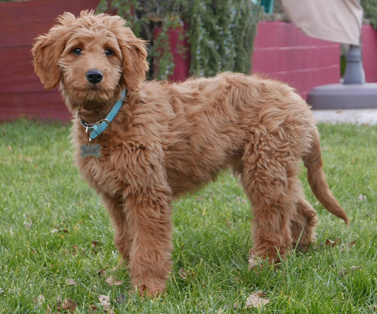 Goldendoodle