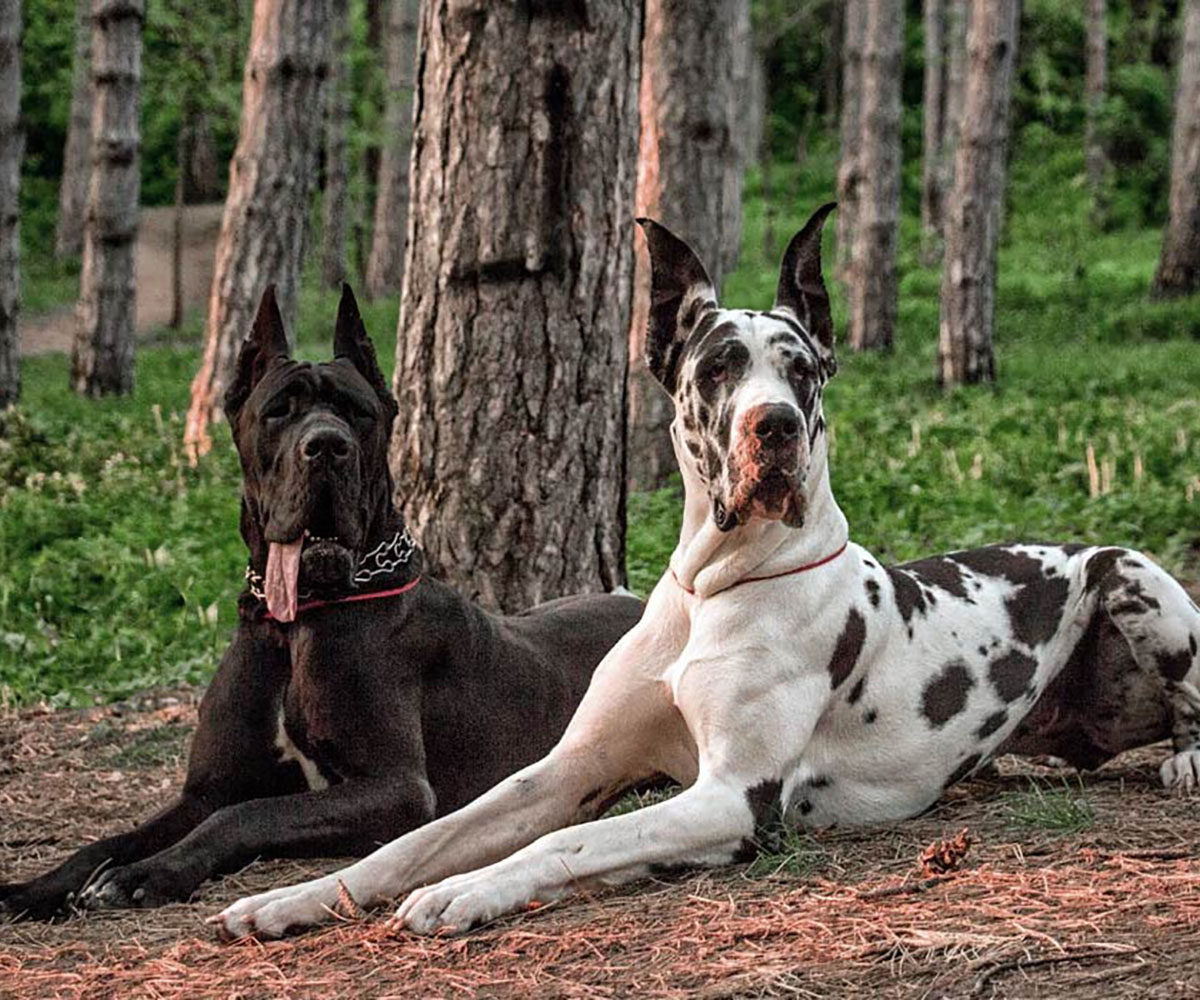 Great-dane