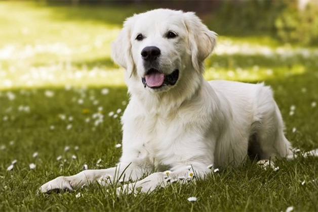 golden retriever sitting in grass