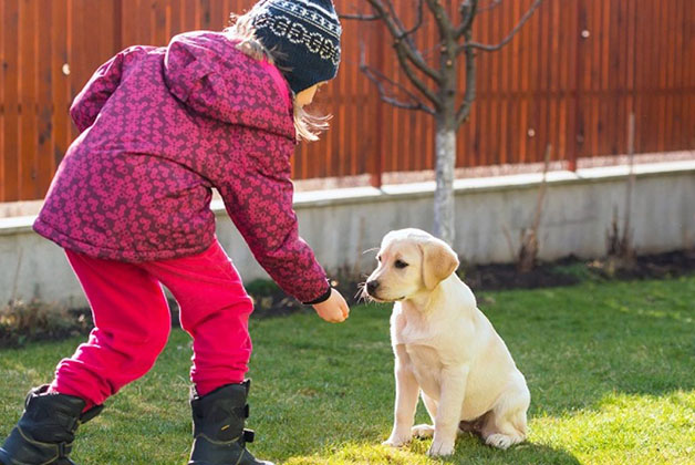 girl training laborador puppy